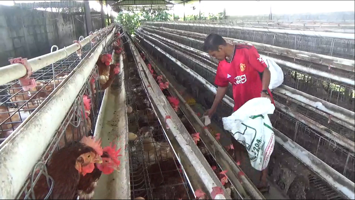 Peternak ayam petelur di Jombang menjerit karena harga pakan yang tinggi melangit, namun harga telur anjlok