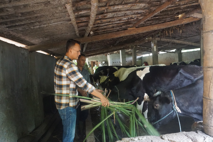 Kades Murukan Muhamad Iqbal Firdaus (kemeja kotak) bersama ketua kelompok ternak memberi pakan sapi di salah satu kandang.
