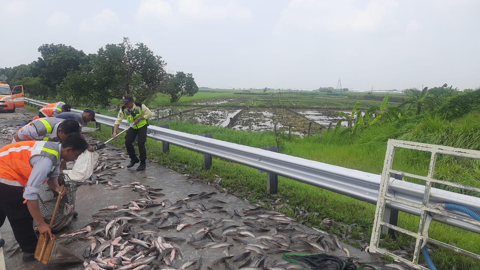 Petugas kepolisian dan sejumlah petugas tol saat membersihkan muatan lele yang tumpah ke jalan tol Jombang-Mojokerto