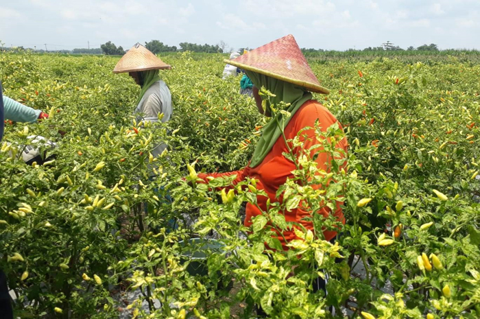 Sejumlah petani memanen cabai di Dusun Putat Tanjung, Desa Tanjung Gunung, Kecamatan Peterongan, Jombang Rabu (21/2)