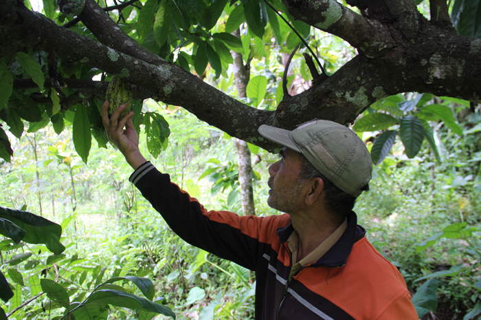 Warga Dusun Jarak Krajan, Desa Jarak Kecamatan Wonosalam merawat tanaman kakao di kebunnya, Rabu (21/2).