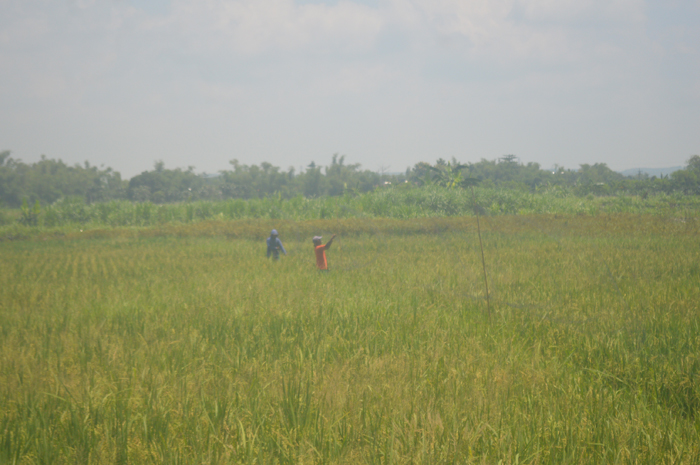 Suparman dan Pardi memasang jaring sebagai perangkap burung emprit di pematang sawah.