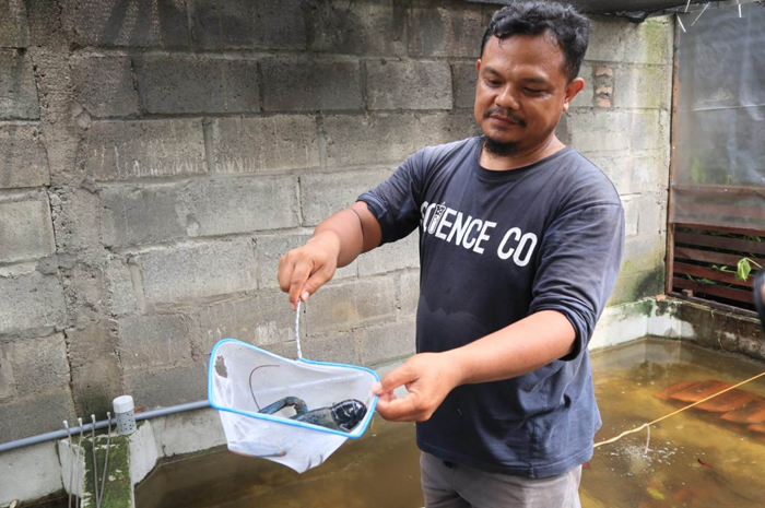 ULET: Ali Zubaidi Warga Dusun/Desa Grogol, Diwek saat merawat lobster air tawar di rumahnya.