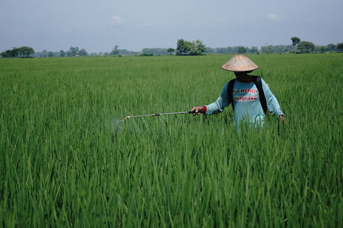 Petani melakukan penyemprotan pestisida di lahan pertanian Desa Kecamatan Peterongan.
