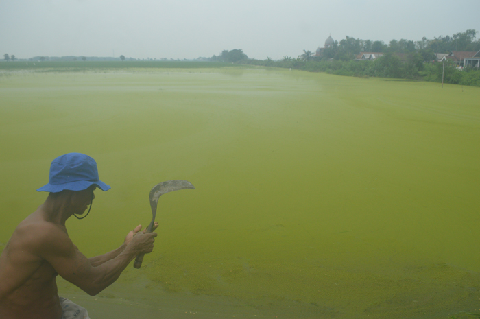 Sawah milik petani di Desa Kedungmlati, Kesamben Jombang terendam air luapan Afvour Watudakon selama beberapa minggu hingg berlumut dan tanamannya nyaris mati