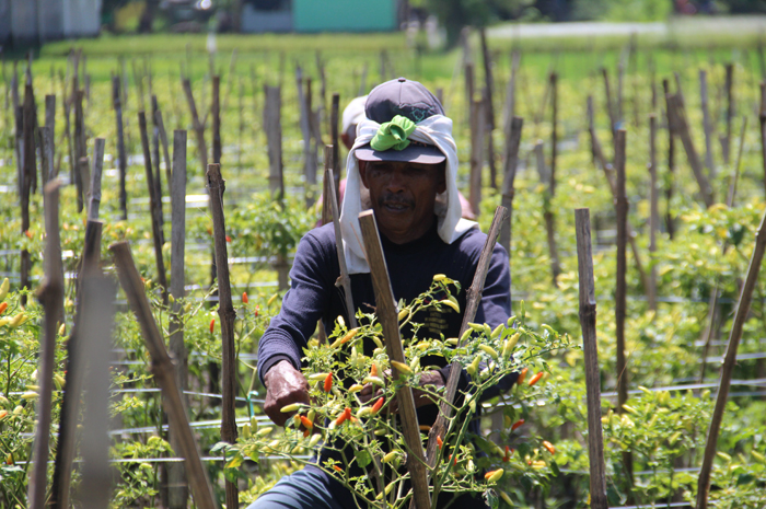 DIPANEN: Suhadak, 73 warga Desa Plosogenuk memanen cabai di sawahnya, Selasa (5/3).