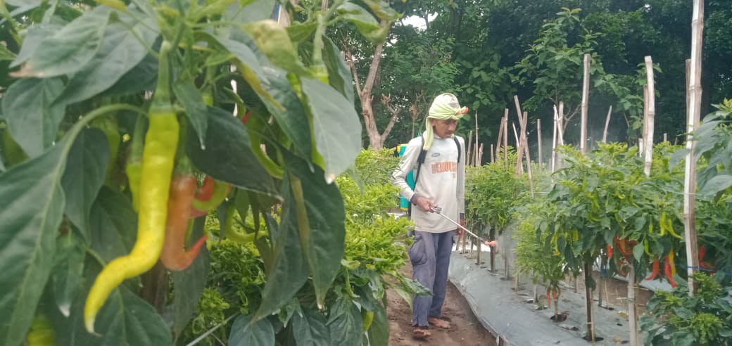 Petani cabai merah di Jombang tengah resah dengan menurunnya harga jual cabai merah di musim panen.