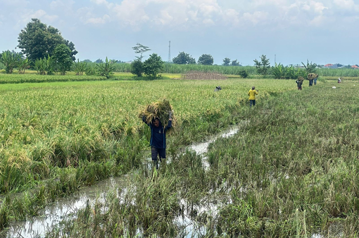 DIANGKUT: Salah seorang buruh tani mengangkut padi baru saja dipanen di Desa Keras, Kecamatan Diwek, Senin (12/3). Petani berharap harga gabah stabil menjelang panen raya.