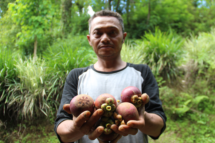 Jediono,48 warga Dusun Jarak Krajan, WOnosalam, Jombang menunjukkan hasil panen raya manggis di kebunnya