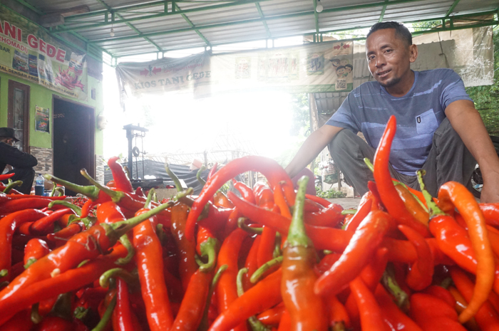 Kepala Desa Sumberteguh, Kudu, Jombang Wawan Sudarmanto menunjukkan hasil panen cabai merah besar di wilayah desanya.