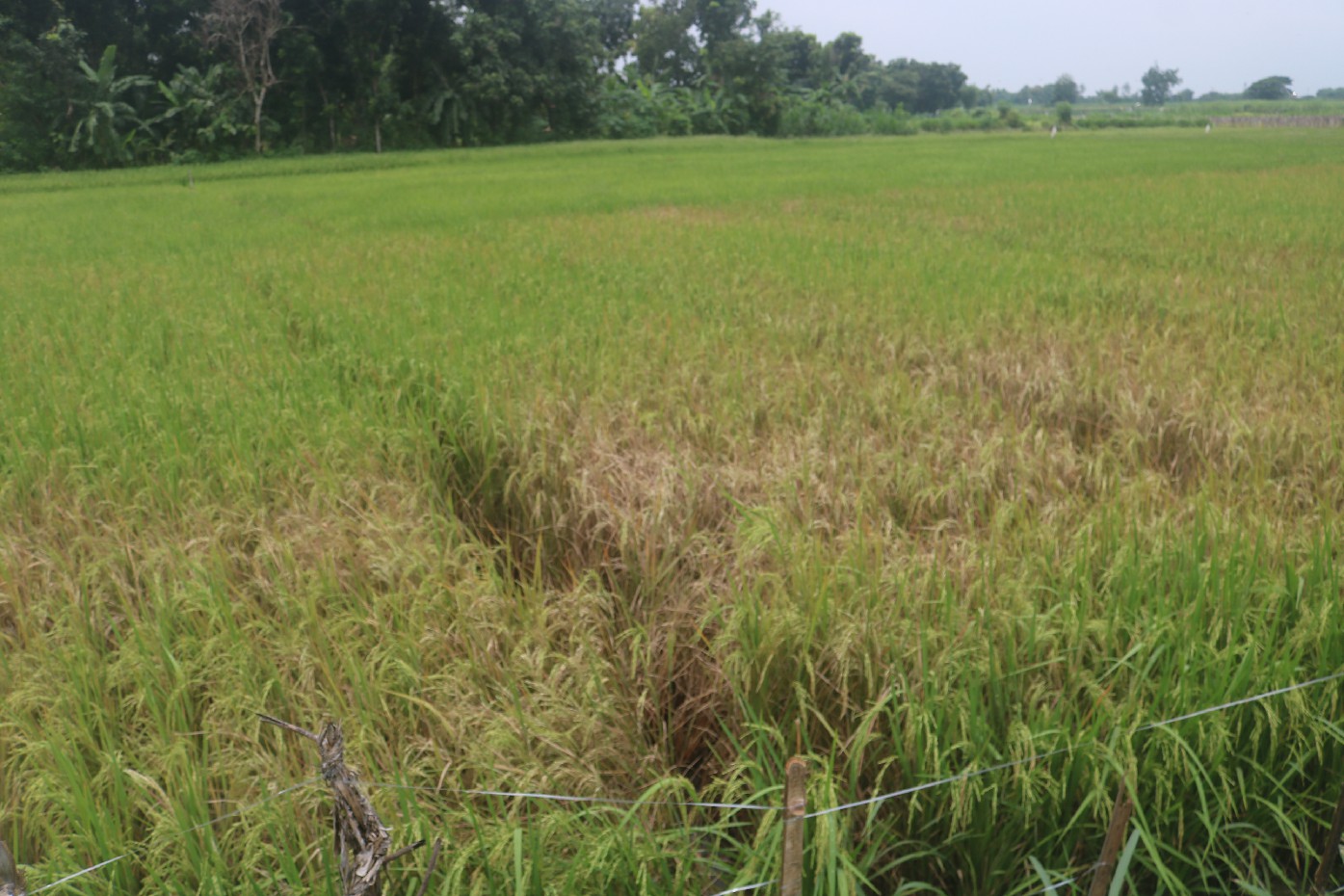 Kondisi sawah petani di Desa brodot, Kecamatan Bandarkedungmulyo yang rusak diserang hama wereng.