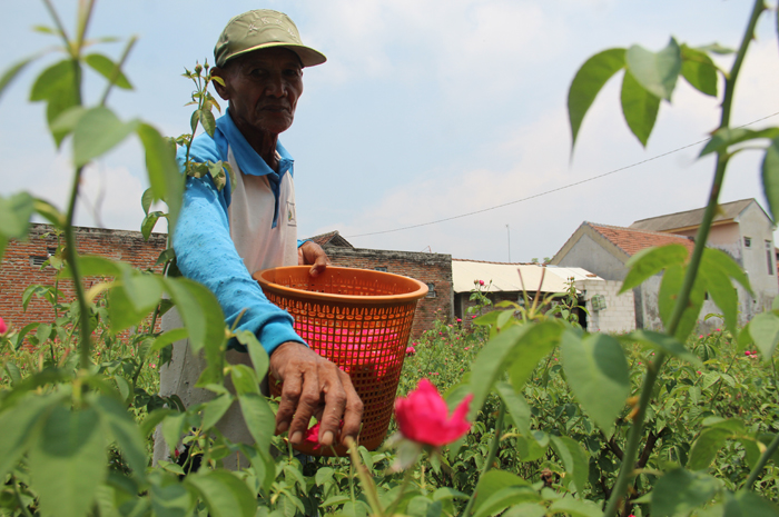 Pekerja memanen bunga mawar