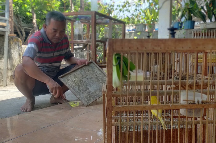 BERHASIL: Fatqurohman warga Dusun Tawangsari, Desa Sengon, Jombang sukses menerapkan metode kawin cabut budi daya burung kenari hingga hasilkan puluhan anakan.