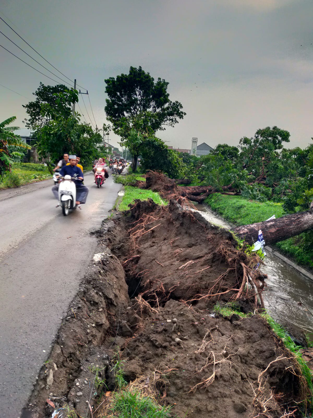 Sejumlah pohon tumbang dan akarnya tercerabut dan merusak jalan akibat hujan dan angin kencang di Desa Mojokrapak, Tembelang, Jombang Jumat (29/3) sore