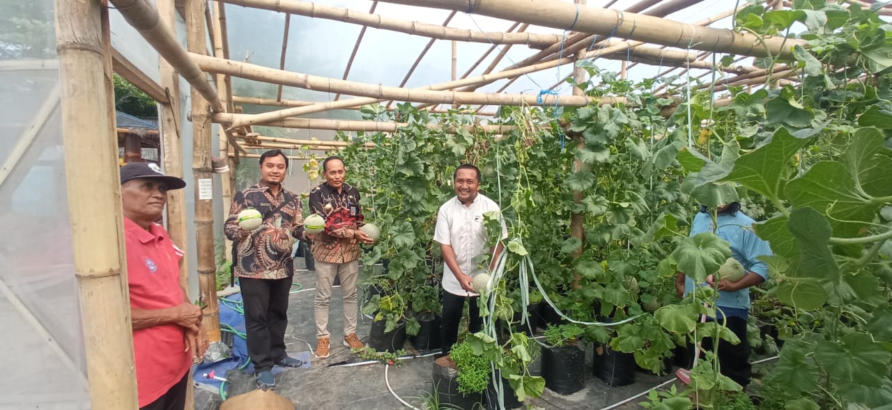 Kepala Desa Mojotrisno bersama perngkat desa setempat meninjau greenhouse tempat budi daya melon hidroponik di desanya