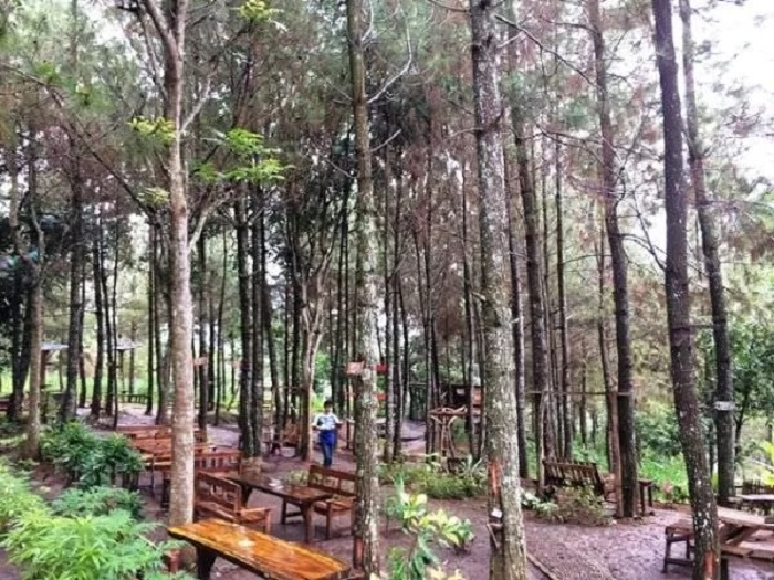 wisata hutan pinus kediri