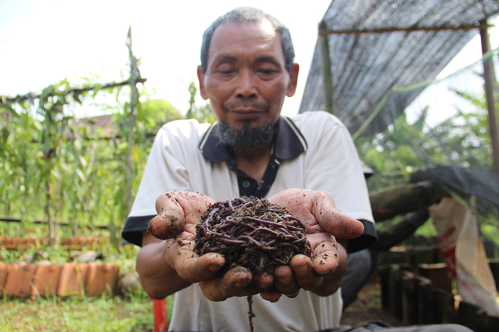 Bambang Edwijono, 59 saat merawat cacing jenis Lumbricus Rubellus ANC di kandangnya di Desa Wonosalam Kecamatan Wonosalam Jombang