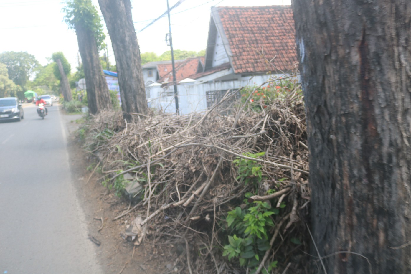 Limbah potongan pohon di pinggir jalan nasional peterongan Jombang dibiarkan menumpuk