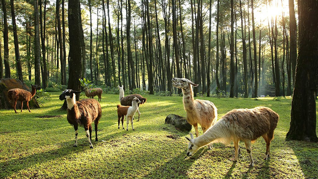 Wisata alam taman safari Ii di prigen Pasuruan