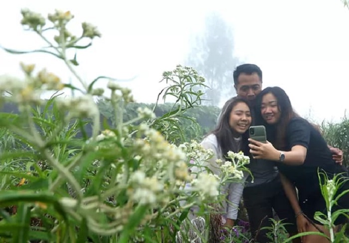 Taman edelweis di Bromo Pasuruan