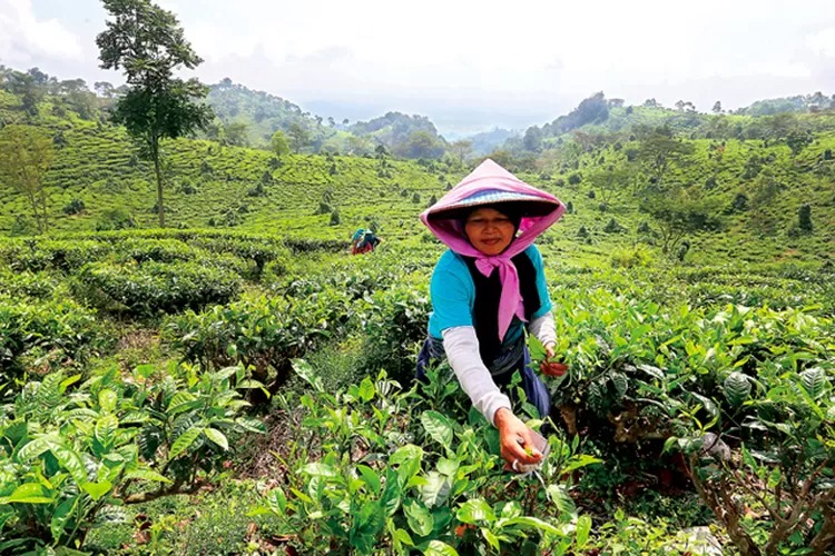 wisata kebun teh Jamus di Ngawi