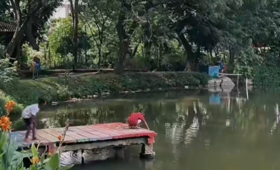 kebun bibit wonorejo Surabaya