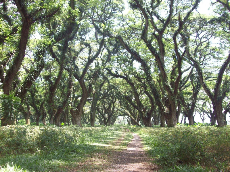 hutan djawatan benculuk