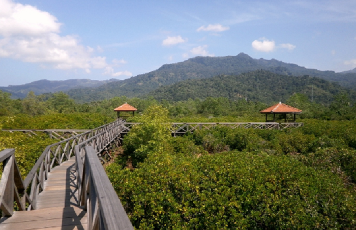 wisata hutan mangrove cengkrong di Trenggalek