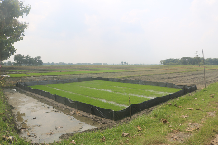 MENGERING: Kondisi petak sawah di Kecamatan Plandaan, Jombang kekurangan air imbas Dam Karet Jatimlerek jebol.