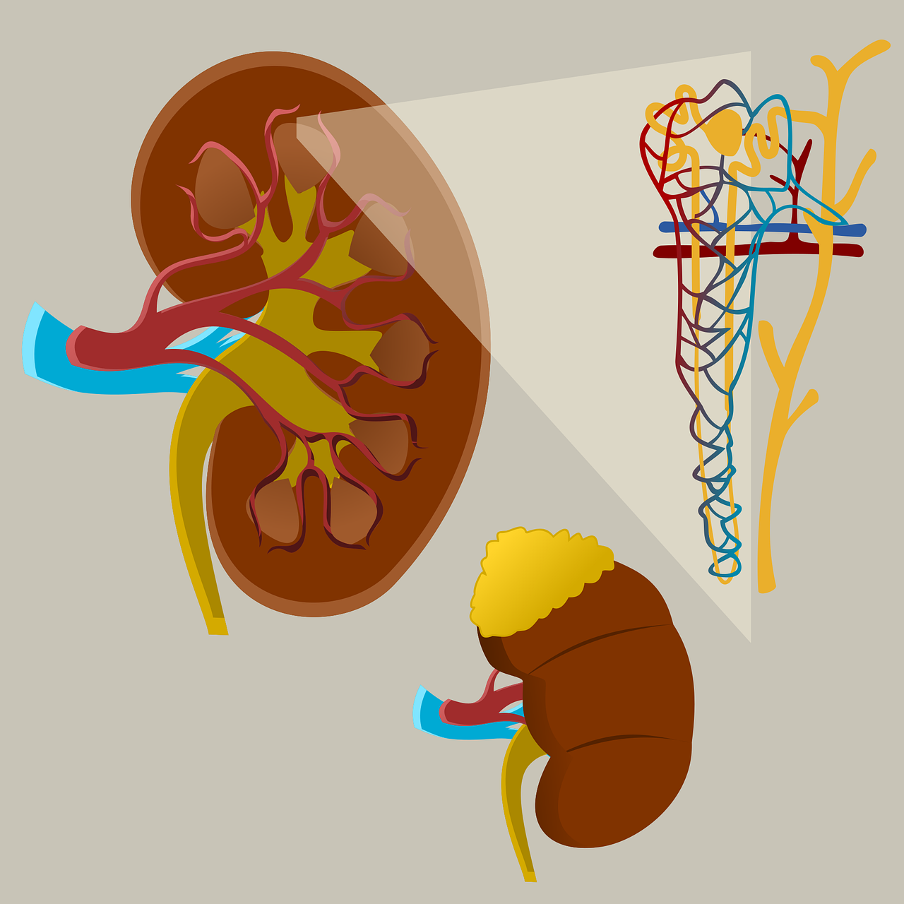 Ilustrasi ginjal dan transplantasi ginjal