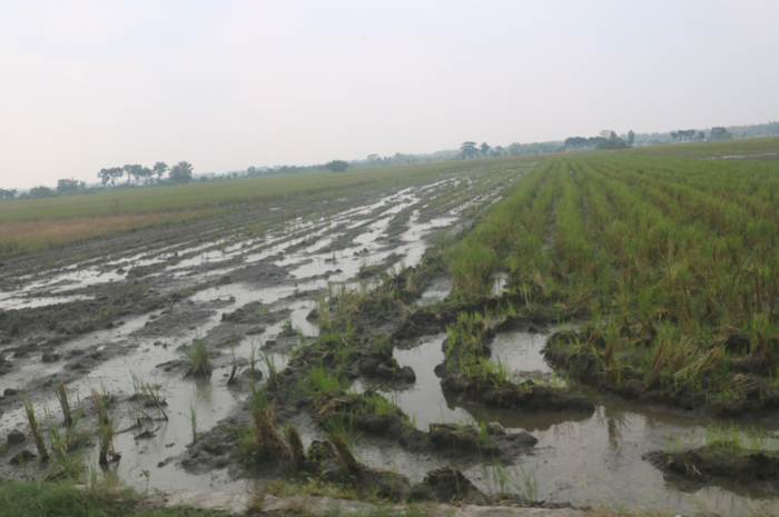 puluhan hektare sawah di Desa Purisemanding, Plandaan ini bakal terganggu musim tanam padinya kareja dam karet jatimlerek jebol