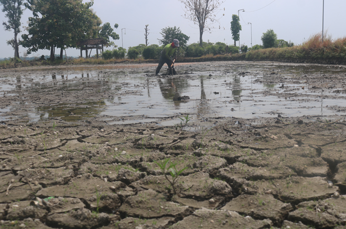 Salah seorang petani tengah mengolah sawah yang baru saja dialiri air dari irigasi Jatimlerek, Jumat (17/5).
