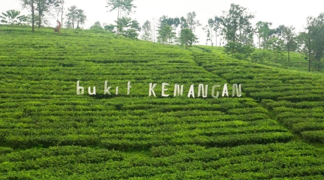 wisata Kebun teh kertowono di Kabupaten Lumajang