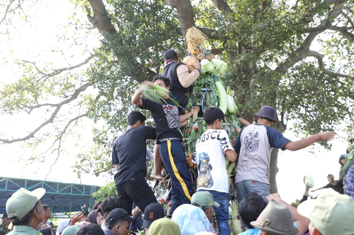 Momen warga berebut gunungan syaur saat momentum sedekah desa di Desa Japanan, Kecamatan Gudo Jombang