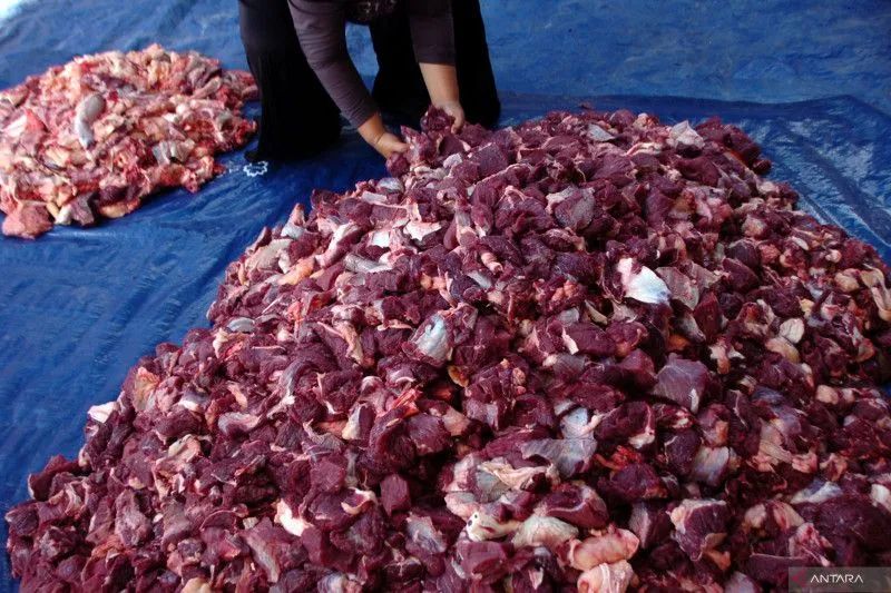 Ilustrasi daging kurban Idul Adha