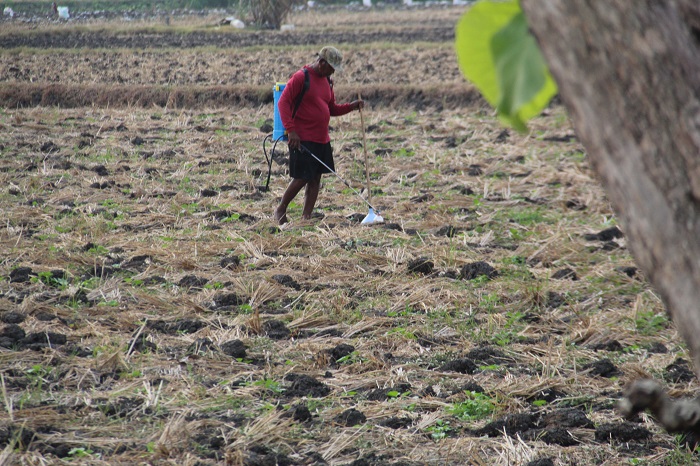 BERALIH TANAM: Salah seorang petani di Desa Gebangbunder, Kecamatan Plandaan, Jombang kini menanam blewah imbas Dam Karet Jatimlerek jebol.