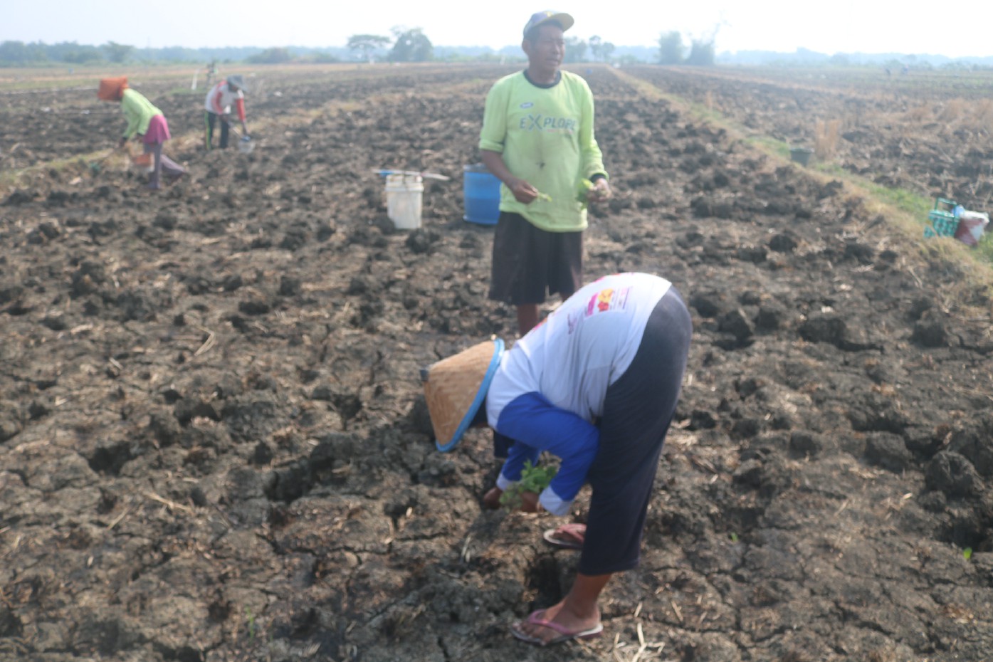 Petani tembakau di utara brantas sedang menyemai bibit. Tahun ini, luasan tanam tembakau di Jombang bakal naik hingga 400 hektare