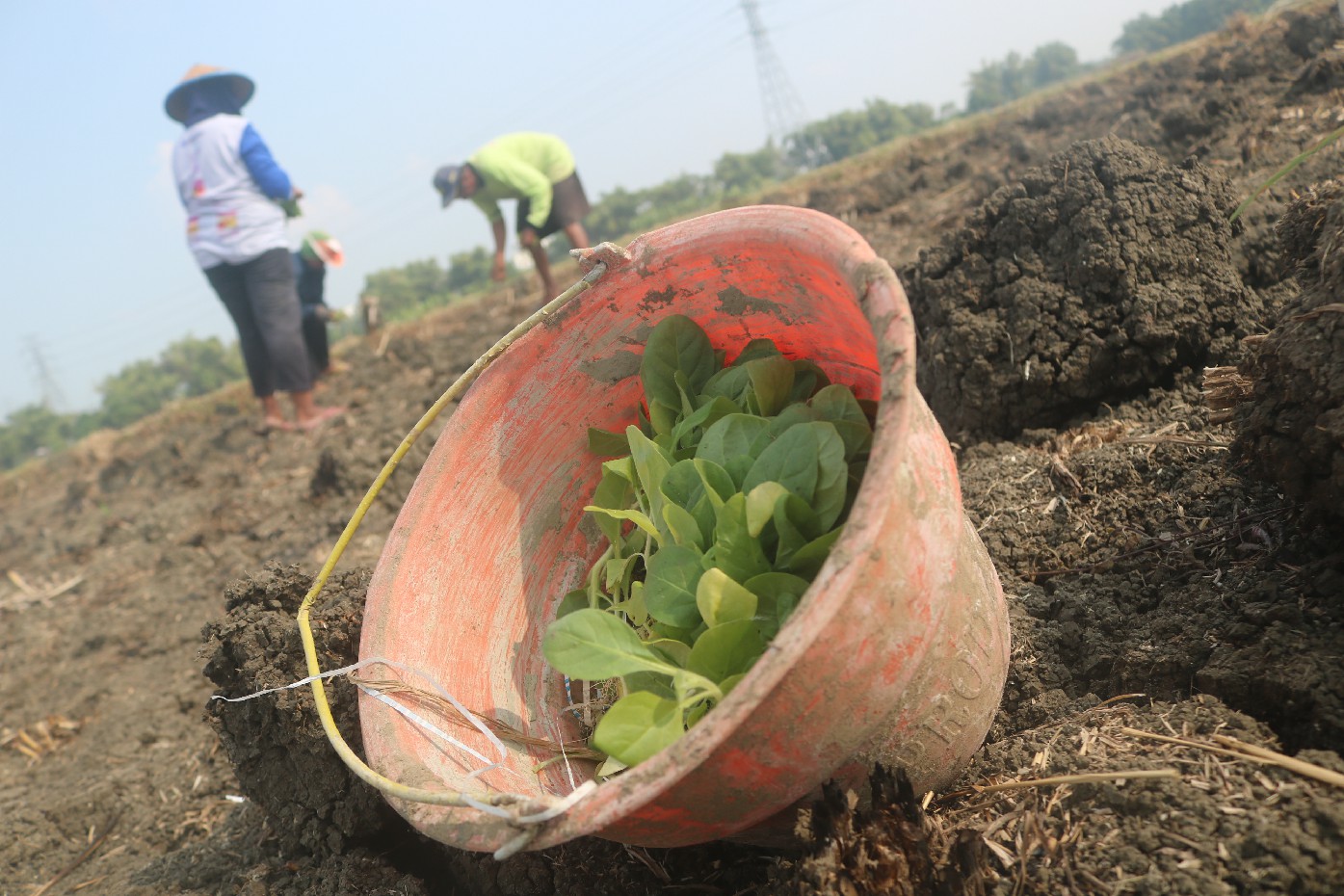 Petani di utara brantas mulai menyemai bibit tembakau di ladangnya Jumat (14/6)