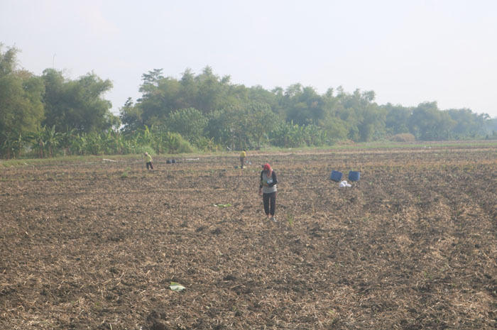 Petani di Desa Jatigedong, Kecamatan Ploso, Jombang semula menanam padi kini beralih ke tembakau