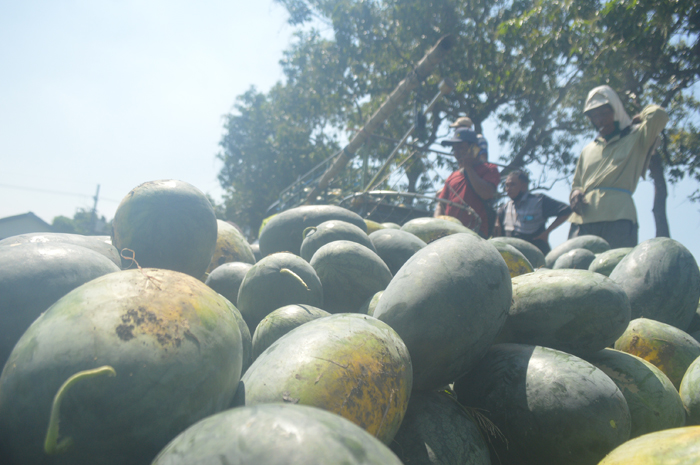 Petani di Desa Watudakon, Kecamatan Kesamben Jombang tengah full senyum karena harga jual semangka mereka tinggi saat panen