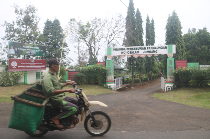 Perusahaan Daerah Perkebunan panglungan, perusahaan daerah milik Pemkab Jombang ini pnya utang Rp 1,5 miliar tapi jaminannya pakai sertifikat orang