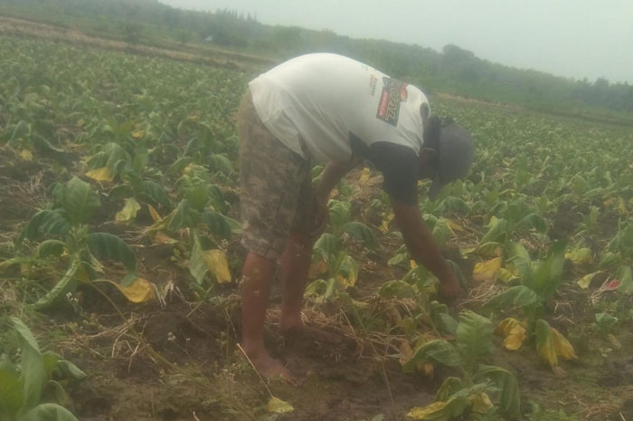 Petani Desa Bangsri, Kecamatan Plandaan menujukan tanaman tembakau yang mati.