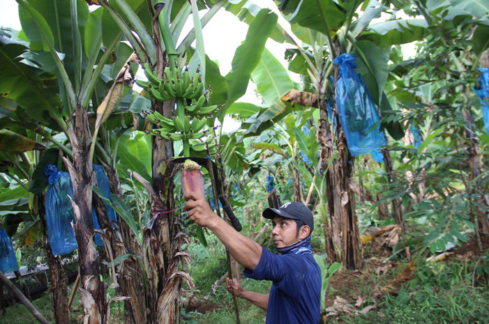 Petani merawat tanaman pisang cavendish di Dusun Segunung, Desa Carangwulung, Kecamatan Wonosalam Jombang.