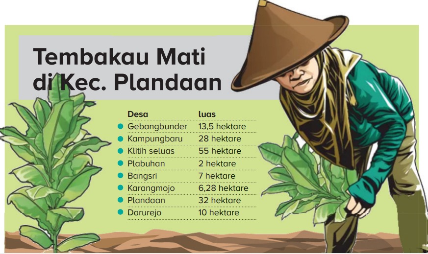 Ilustrasi luasan tanaman tembakau yang mati di Kecamatan Plandaan Jombang