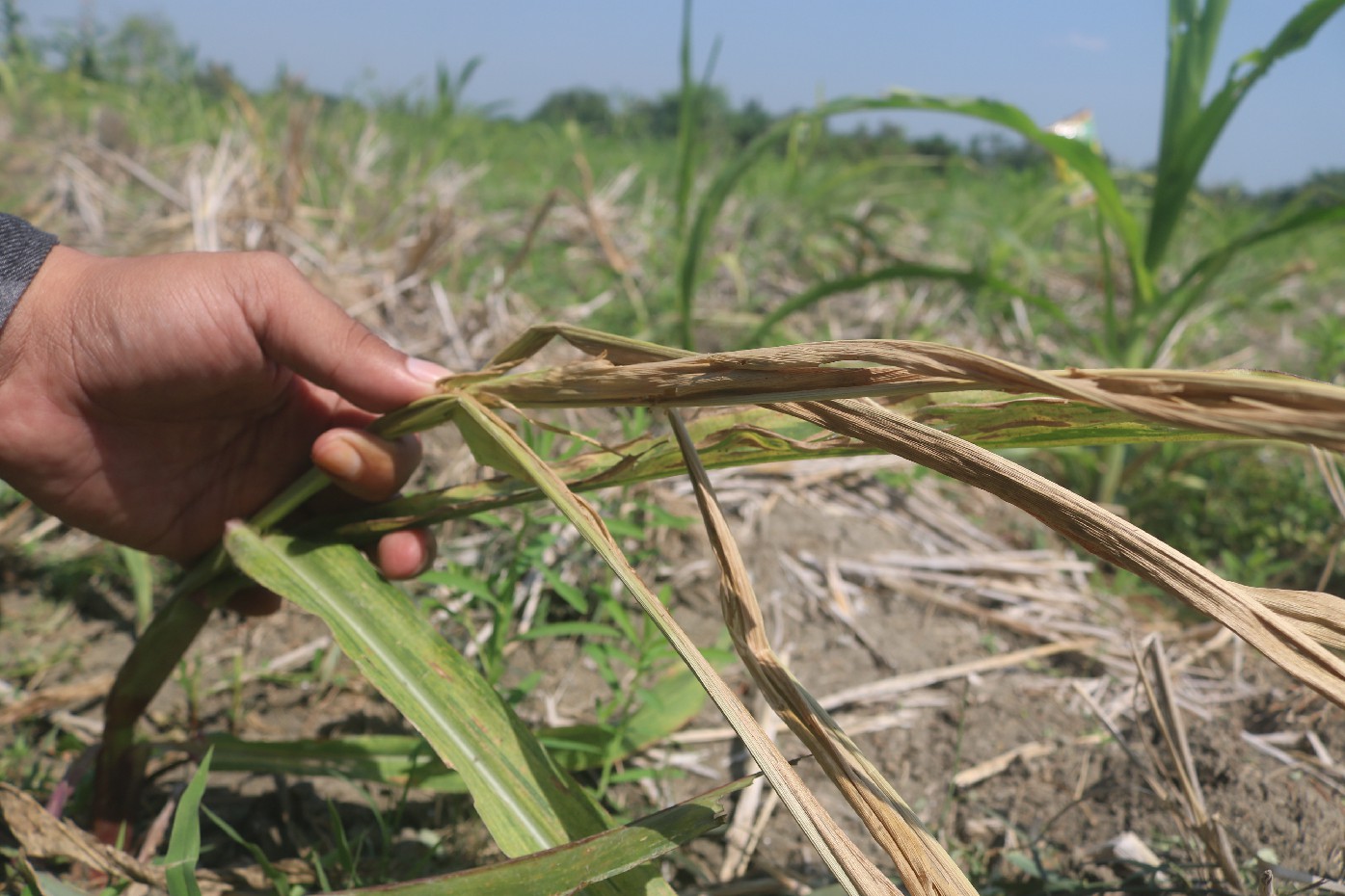 Tanaman jagung milik petani di Desa Kampungbaru, Plandaan Jombang yang rusak setelah diguyur hujan