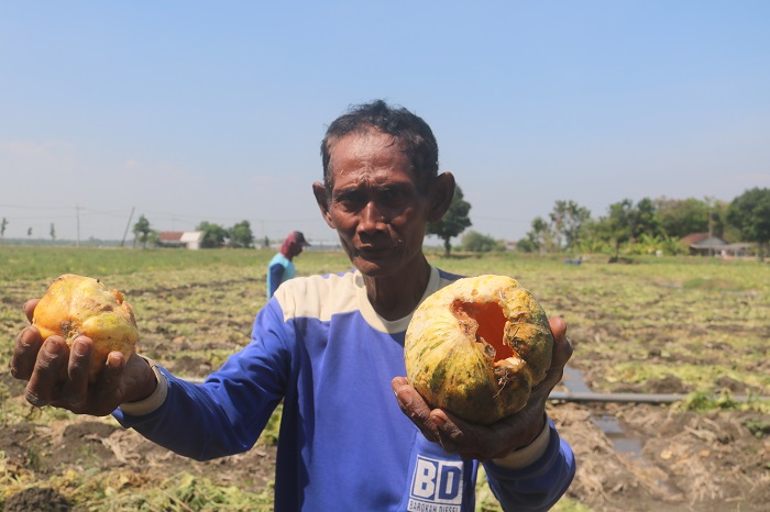 Sutikno, petani blewah asal Desa Purisemanding, Plandaan Jombang menunjukkan blewah yang diserang tikus dan penyakit hingga tak bisa dipanen