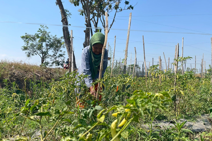 Sulastri, salah satu petani cabai di Desa Genukwatu, Kecamatan Ngoro Jombang tengah memanen cabai miliknya