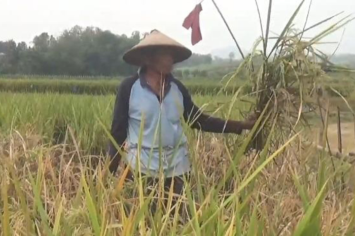 Lewi, petani di Desa Bareng menunjukkan tanaman yang terserang wereng.