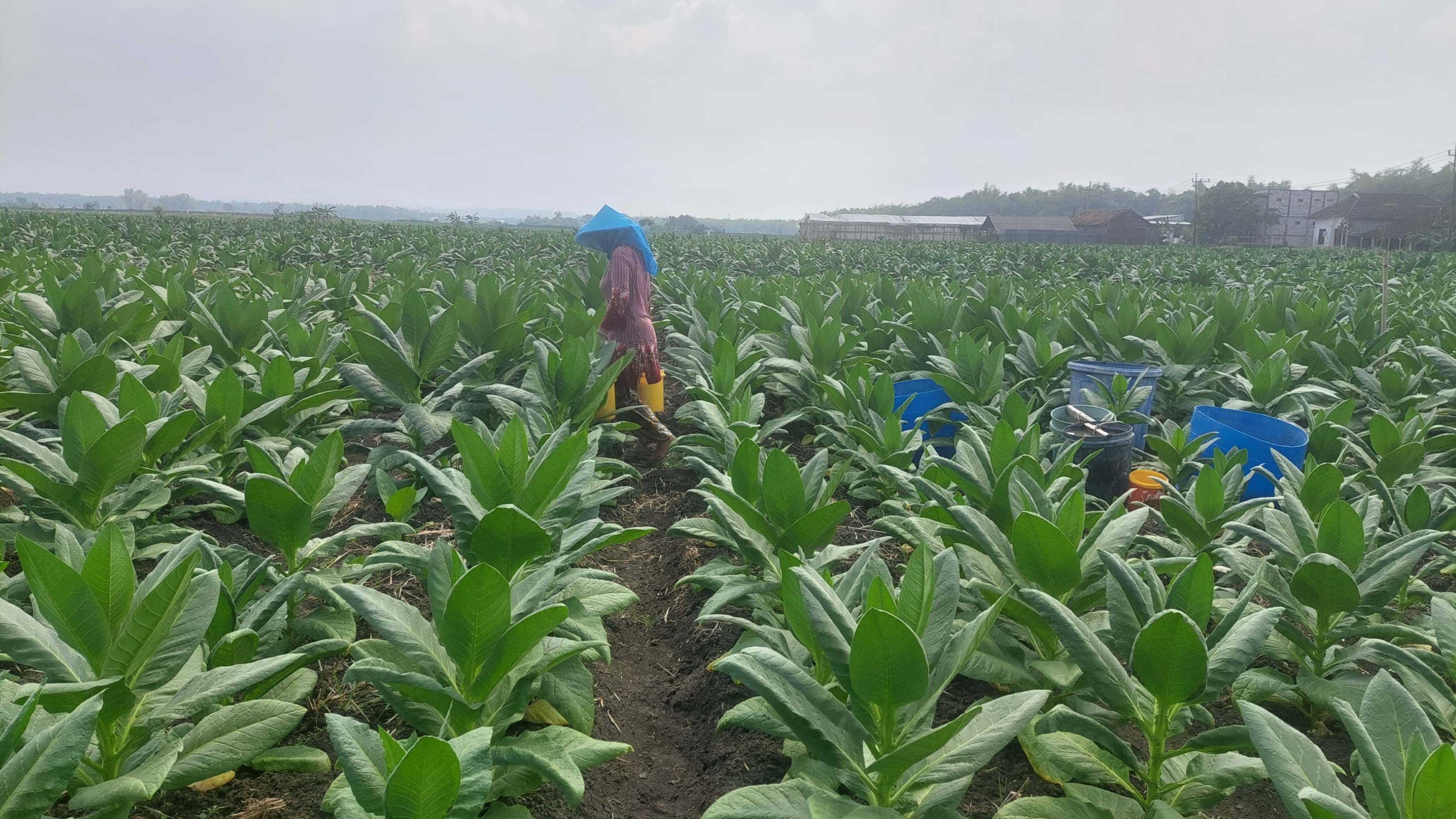 Petani Tembakau di utara brantas Jombang ketar-ketir tanamannya rusak karena anomali cuaca