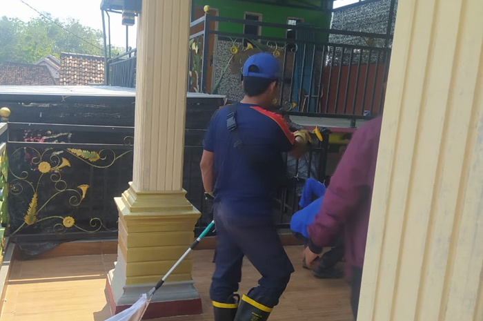 DIEVAKUASI: Petugas BPBD Jombang saat berupaya mengevakuasi monyet yang meneror warga di Kabuh kemarin (5/8).